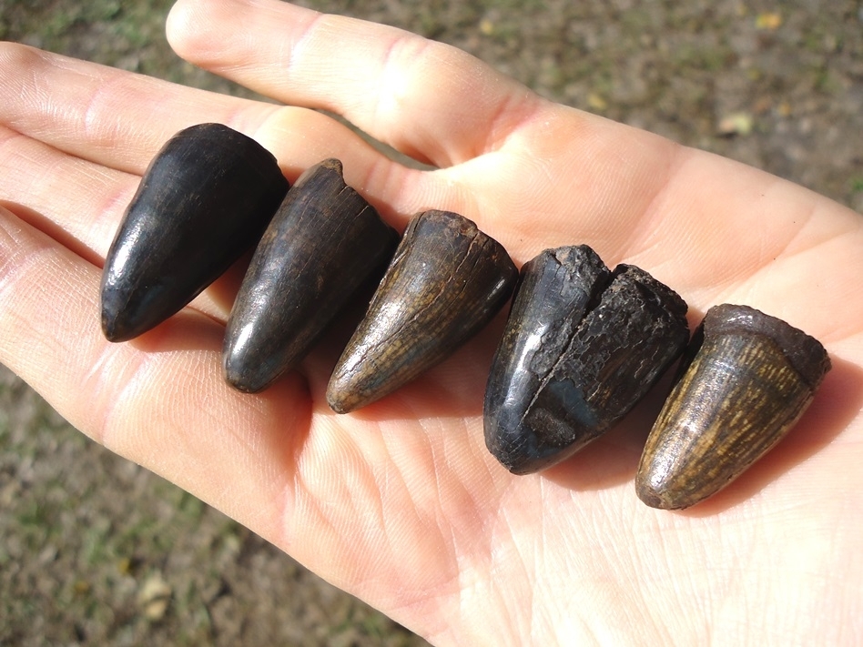 Large image 1 Five Extra Large Alligator Teeth