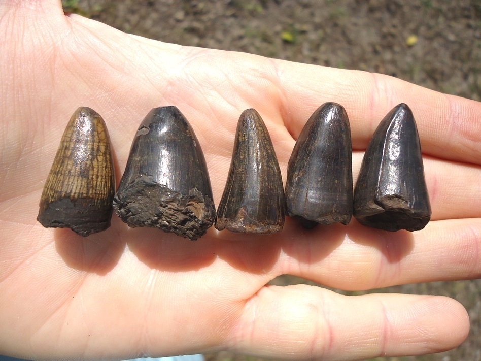 Large image 2 Five Extra Large Alligator Teeth