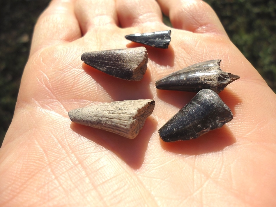 Large image 1 Five Extra Large Barracuda Teeth