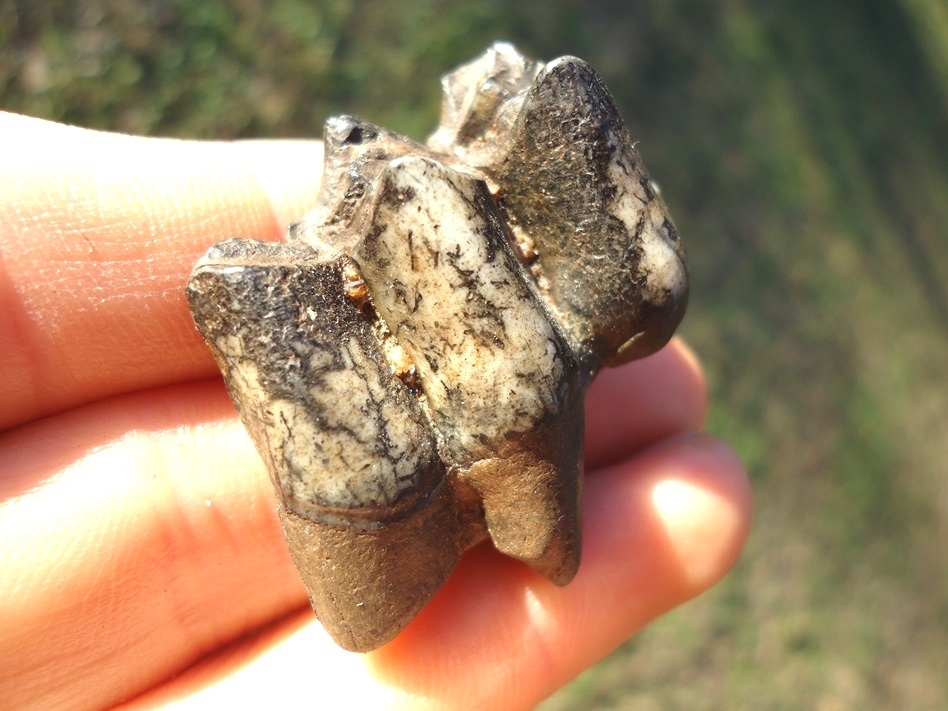 Large image 3 Choice Camel Lower Molar