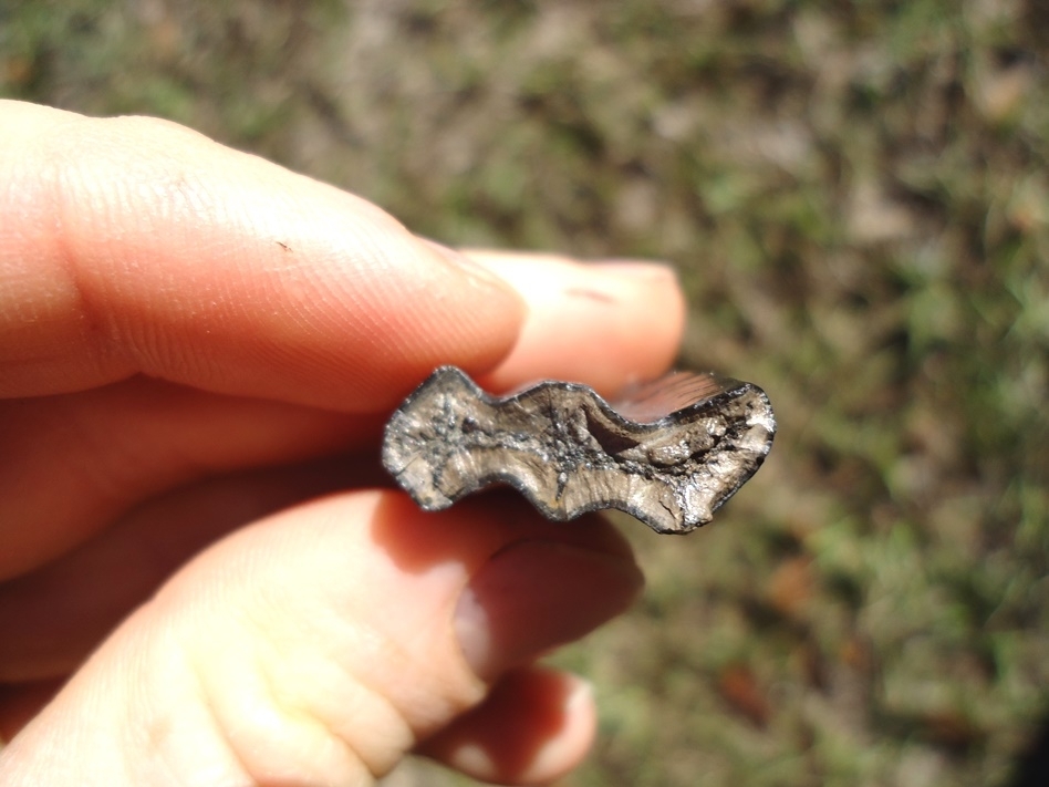 Large image 2 Beyond Rare Glyptodon Tooth