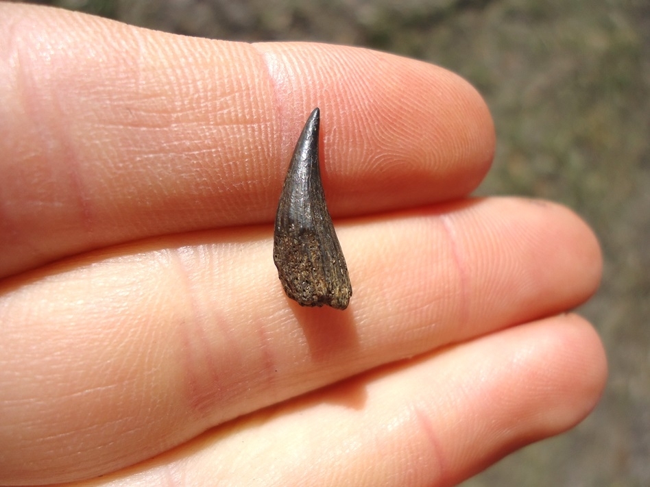 Large image 1 Rare Alligator Gar Tooth