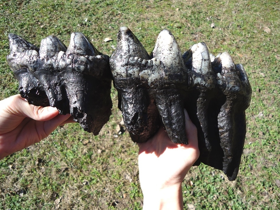 Large image 1 Magnum Associated Mastodon Tooth Pair