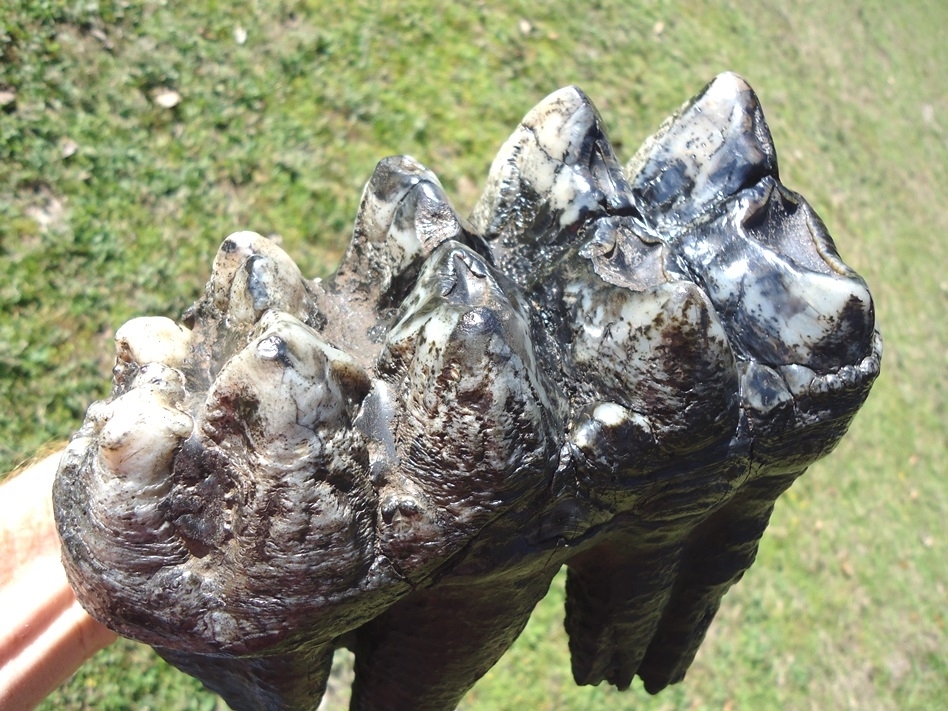 Large image 9 Magnum Associated Mastodon Tooth Pair