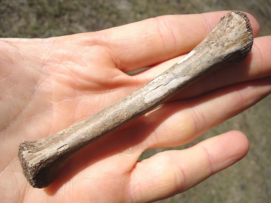 Large image 1 Choice Alligator Tibia