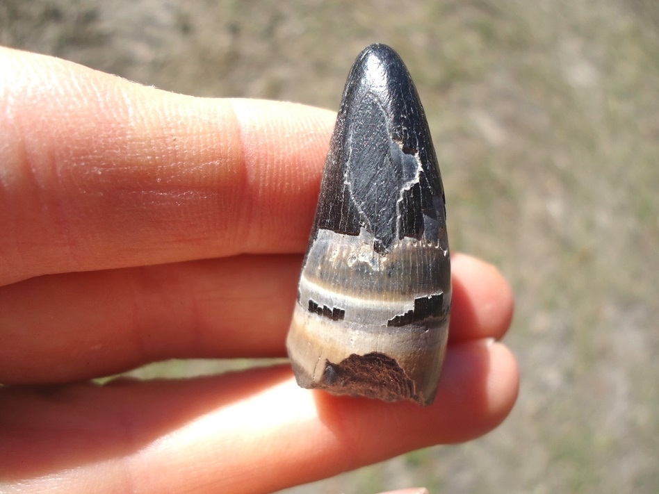 Large image 2 Massive 1 3/8' Alligator Tooth