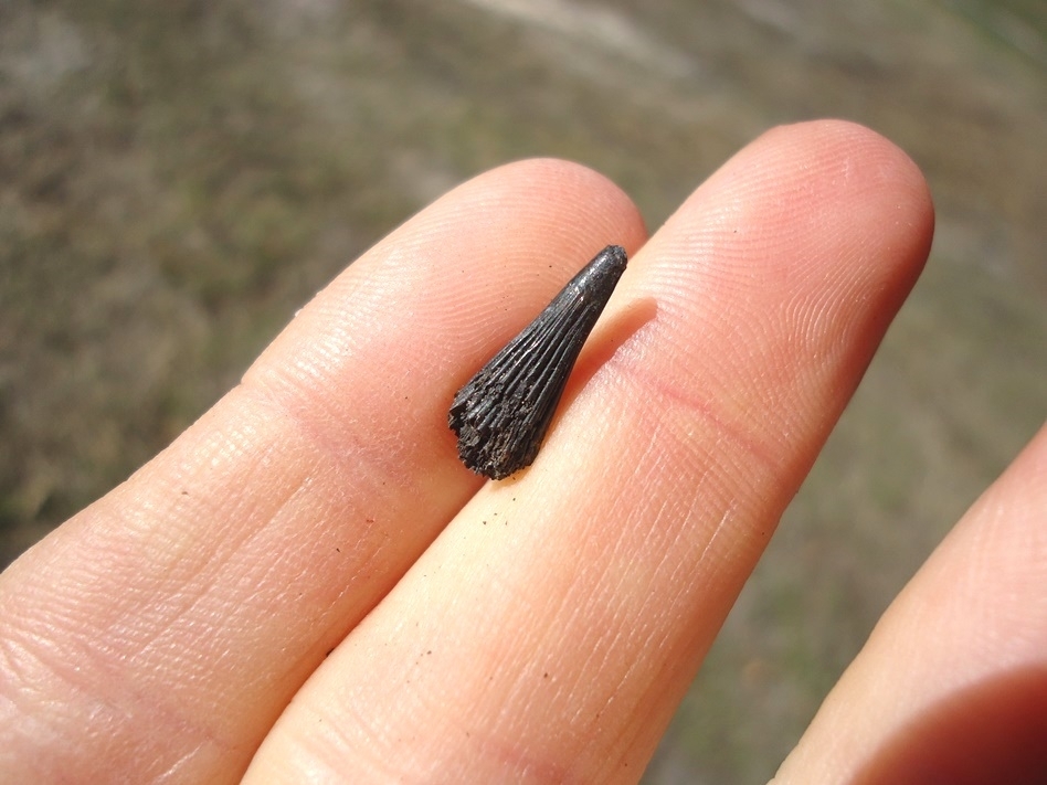 Large image 2 Rare Alligator Gar Tooth