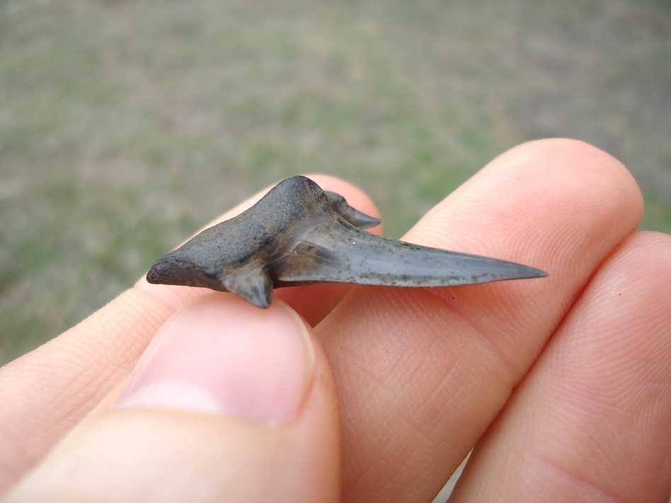 Large image 2 Rare Cretaceous Mackerel Shark Tooth