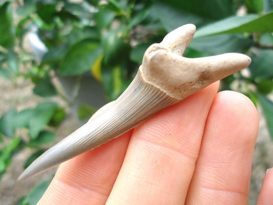 Record Size Cretaceous Goblin Shark Tooth | Recently Sold | FOSSILS