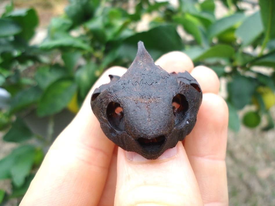 Large image 6 Beyond Rare Musk Turtle Skull