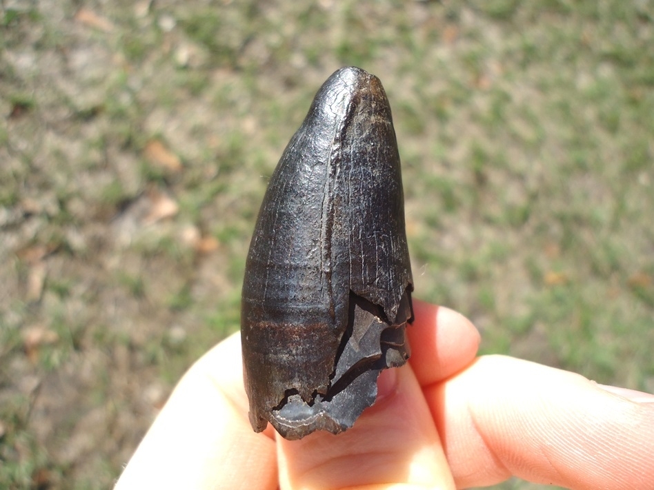 Large image 1 Massive 1 3/4'  Alligator Tooth