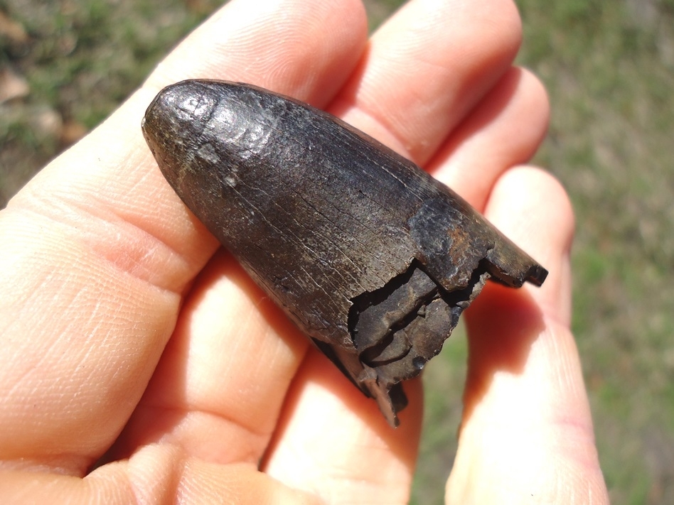 Large image 3 Massive 1 3/4'  Alligator Tooth