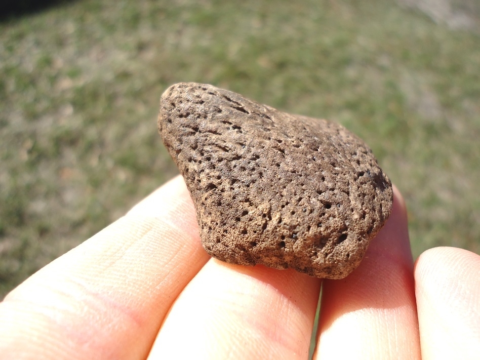 Large image 1 Unique Glyptodon Spike Scute