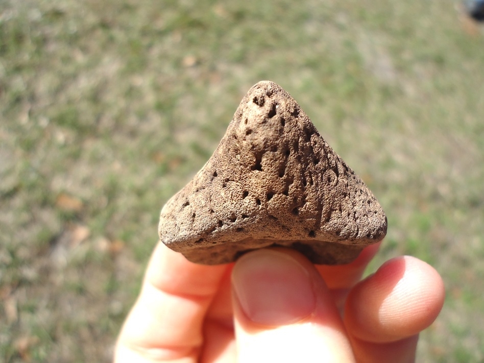 Large image 3 Unique Glyptodon Spike Scute