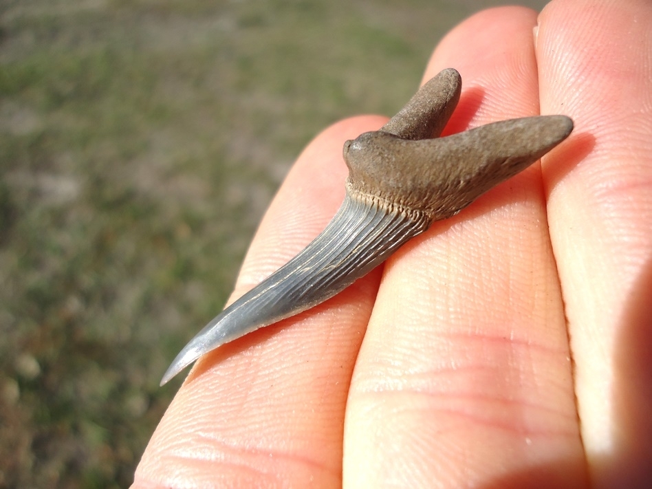 Large image 1 Rare Cretaceous Goblin Shark Tooth