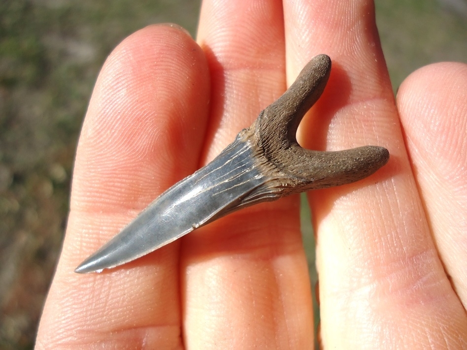 Large image 2 Rare Cretaceous Goblin Shark Tooth