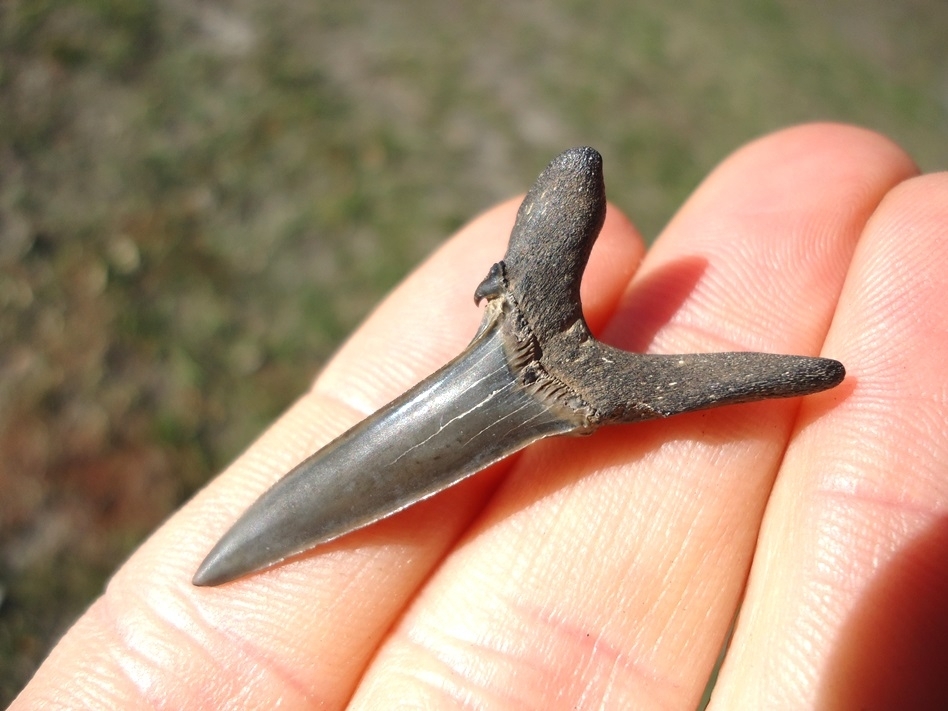 Large image 2 Rare Cretaceous Goblin Shark Tooth