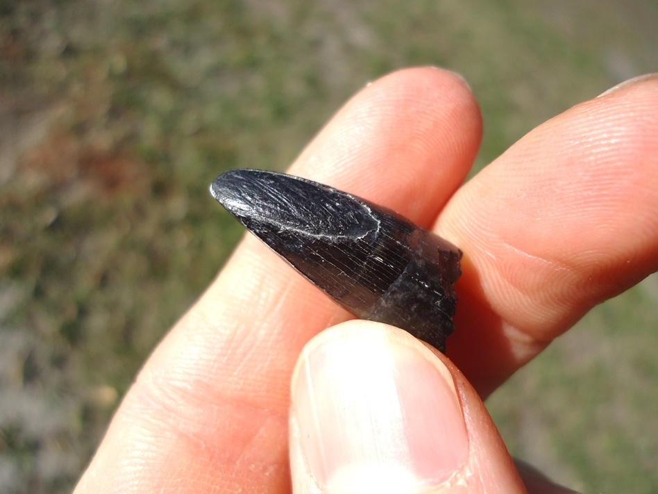 Large image 2 Alligator Tooth with Unique Wear Pattern