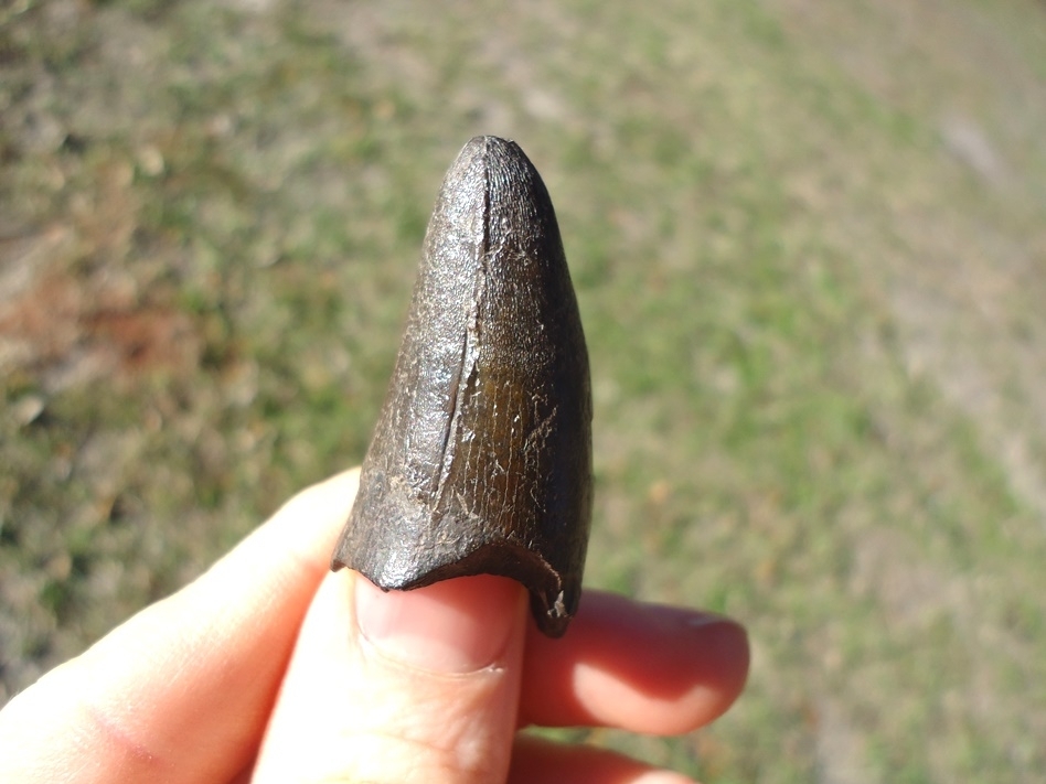 Large image 1 Massive 1.7' Alligator Tooth