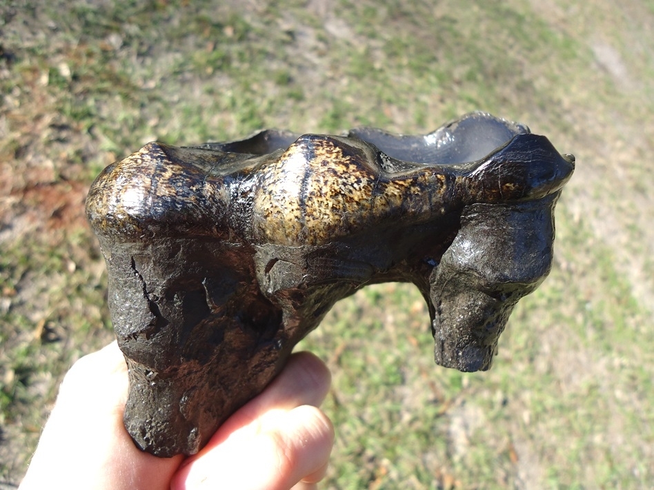 Large image 1 Unique Heavily Worn Mastodon Tooth