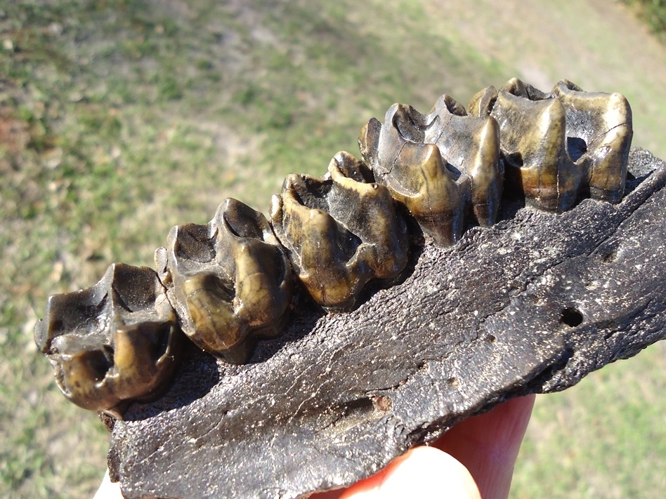 Large image 5 Museum Quality Tapir Maxilla with Five Teeth