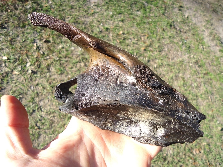 Large image 6 Museum Quality Tapir Maxilla with Five Teeth