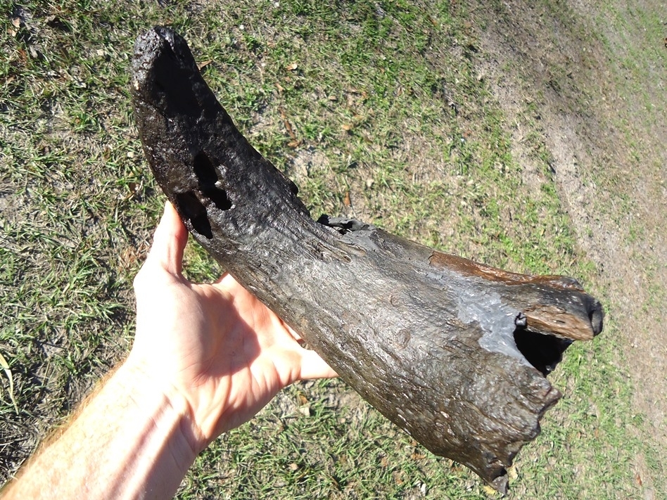 Large image 1 Massive Bison Horn Core