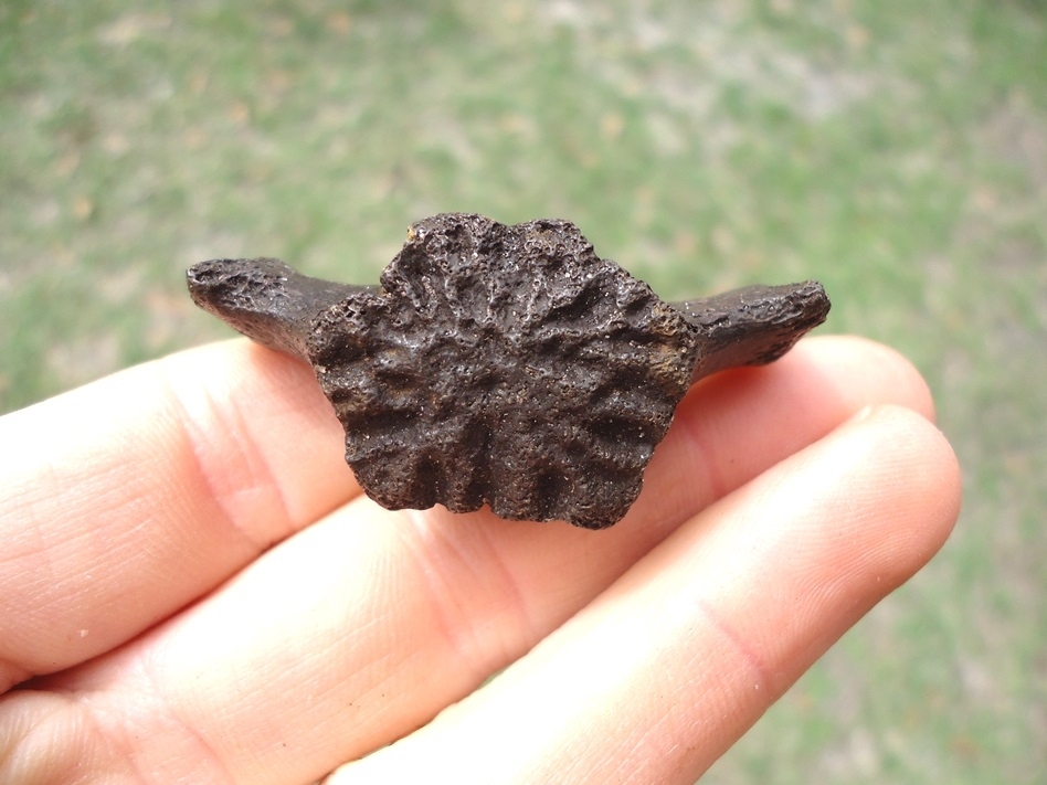 Large image 1 Juvenile Sloth Caudal Vertebra