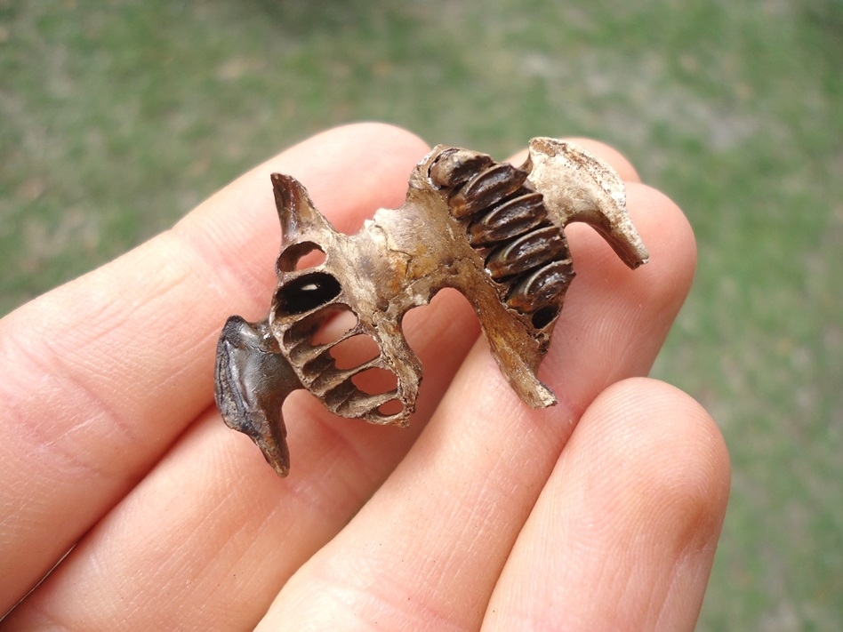 Large image 1 Exceptional Rabbit Palate with Five Teeth