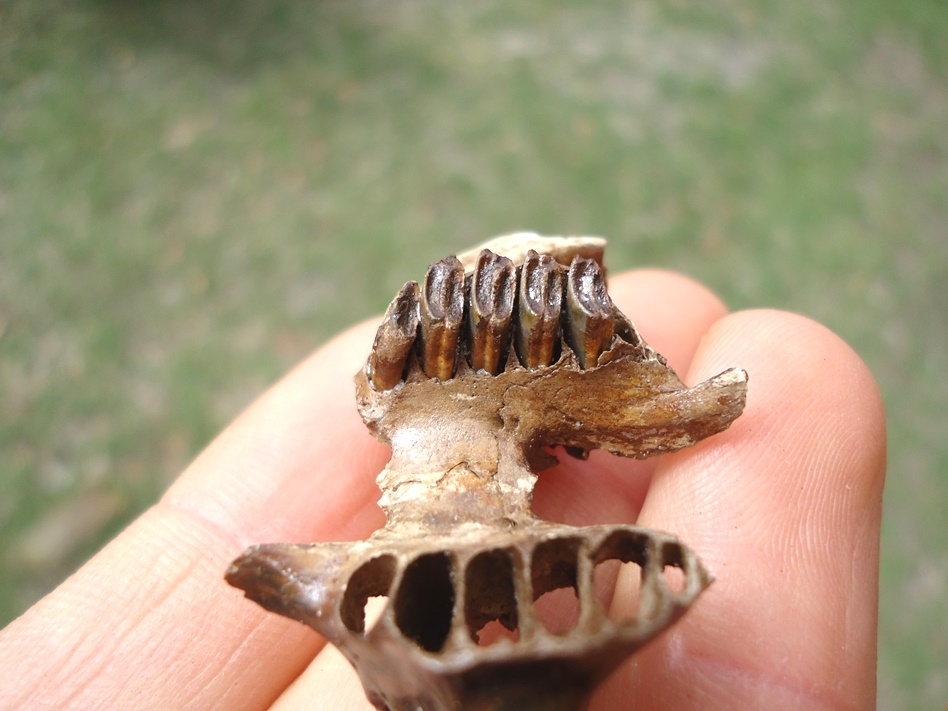 Large image 2 Exceptional Rabbit Palate with Five Teeth