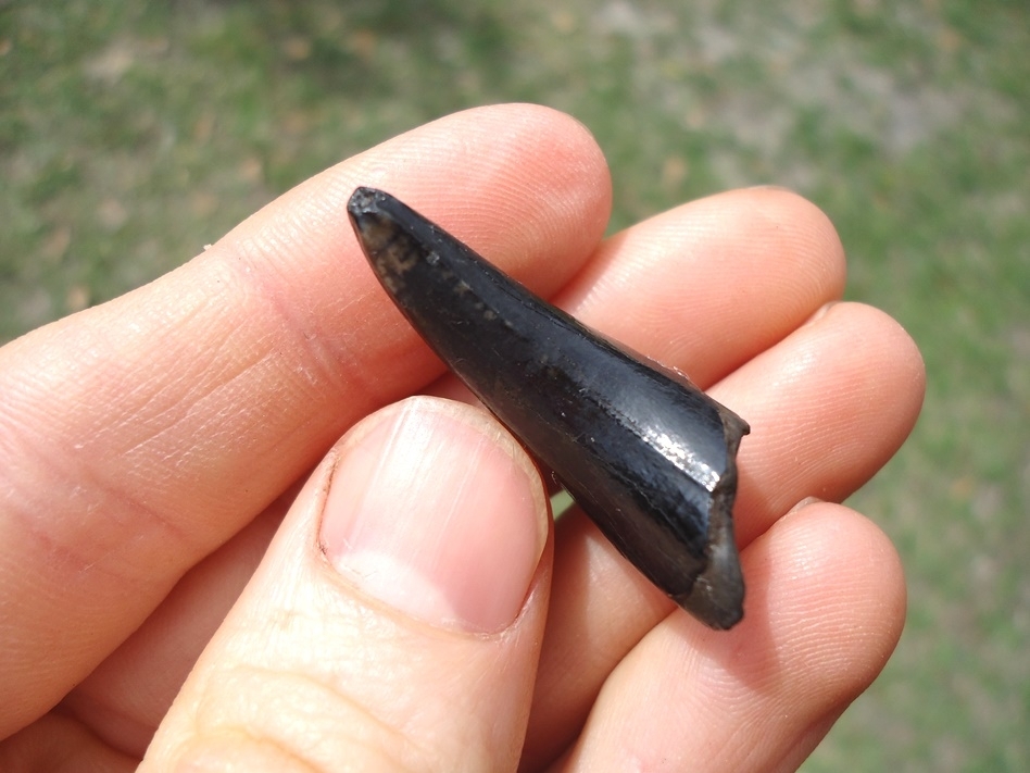 Large image 3 Bargain Black Bear Canine Tip