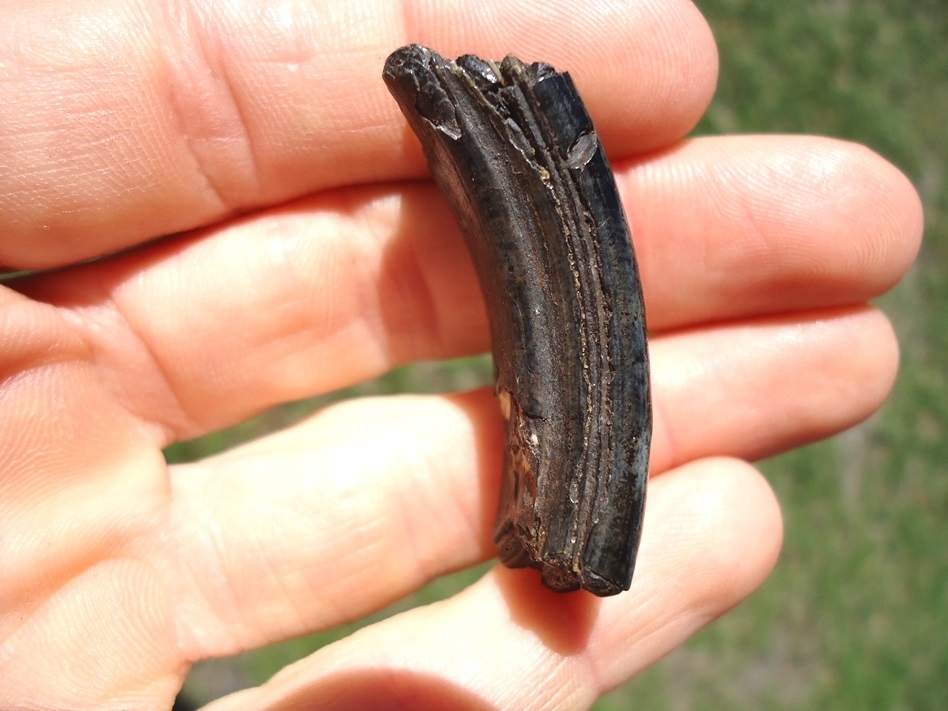 Large image 2 Excellent Giant Beaver Molar