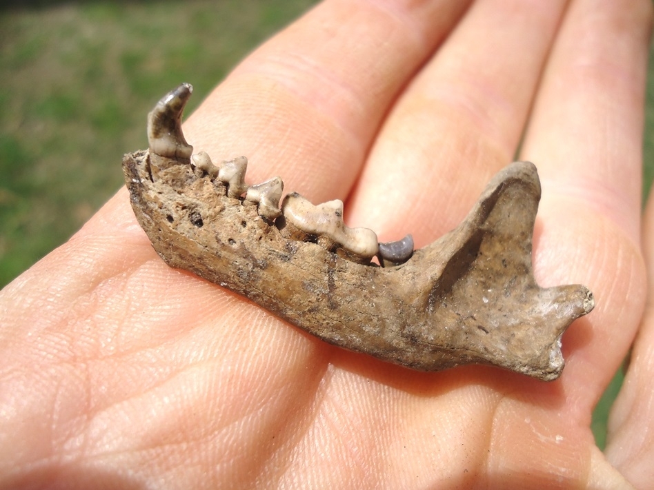 Large image 4 Remarkable Striped Skunk Mandible