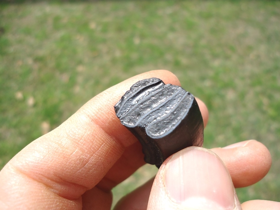 Large image 3 Glossy Black Giant Beaver Molar