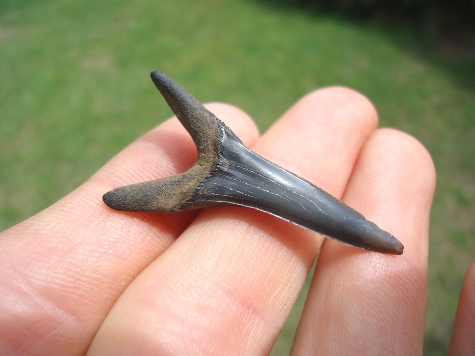 Large image 1 Rare Cretaceous Goblin Shark Tooth