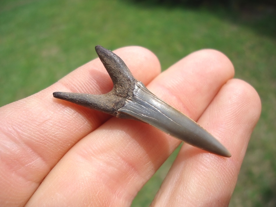 Large image 1 Rare Cretaceous Goblin Shark Tooth