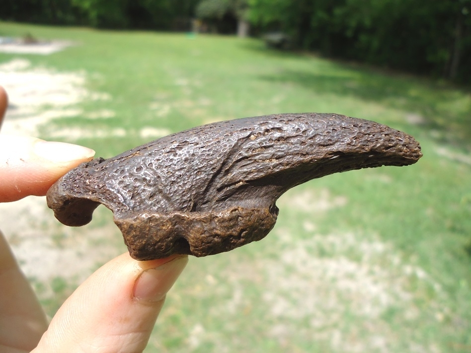 Exceptional Museum Quality Sloth Claw Core | Recently Sold | FOSSILS ...