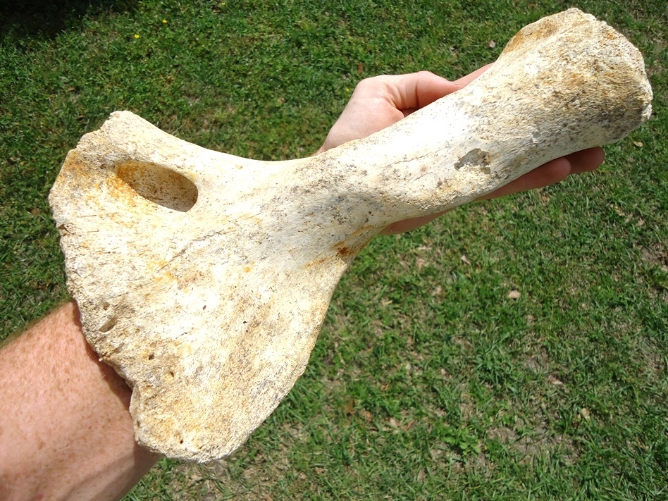 Large image 3 Rare Sloth Humerus