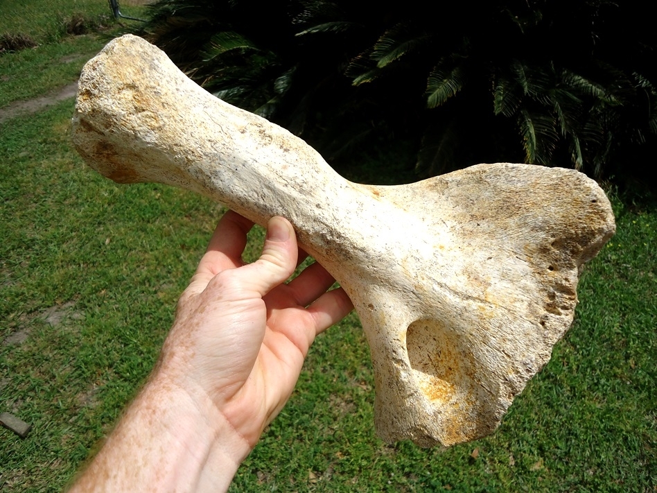 Large image 4 Rare Sloth Humerus