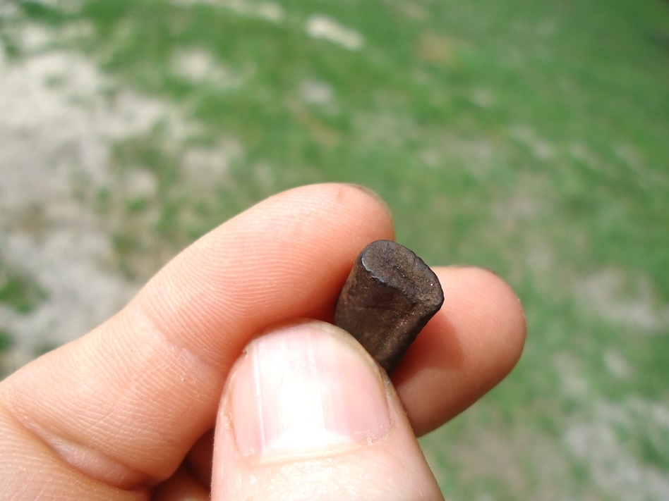 Large image 2 Rare Lesser Giant Armadillo Tooth