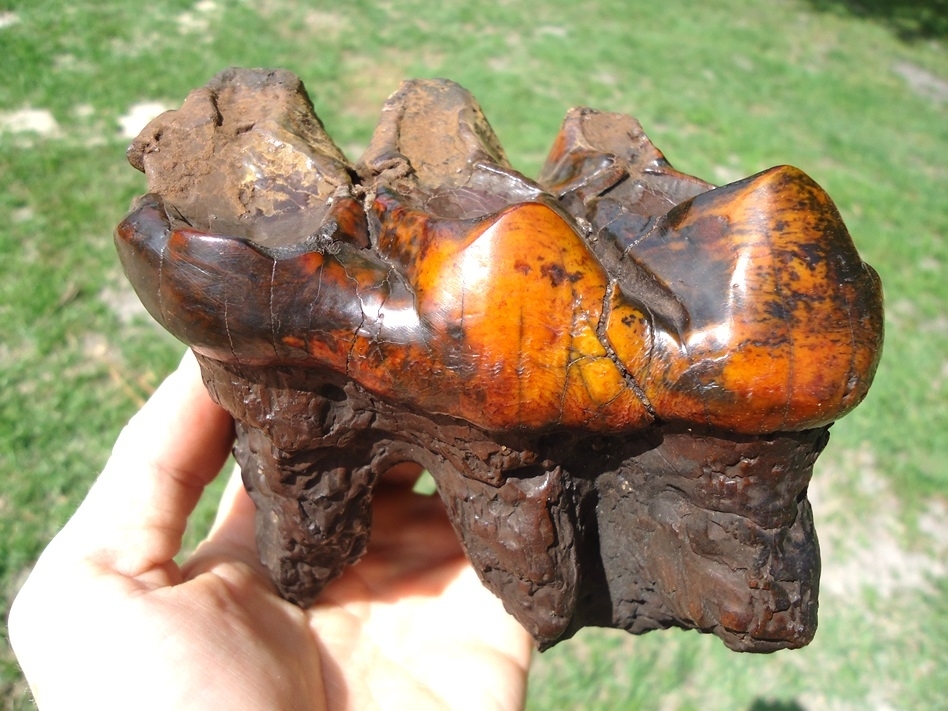 Large image 1 Gorgeous Red & Orange Suwannee River Mastodon Tooth