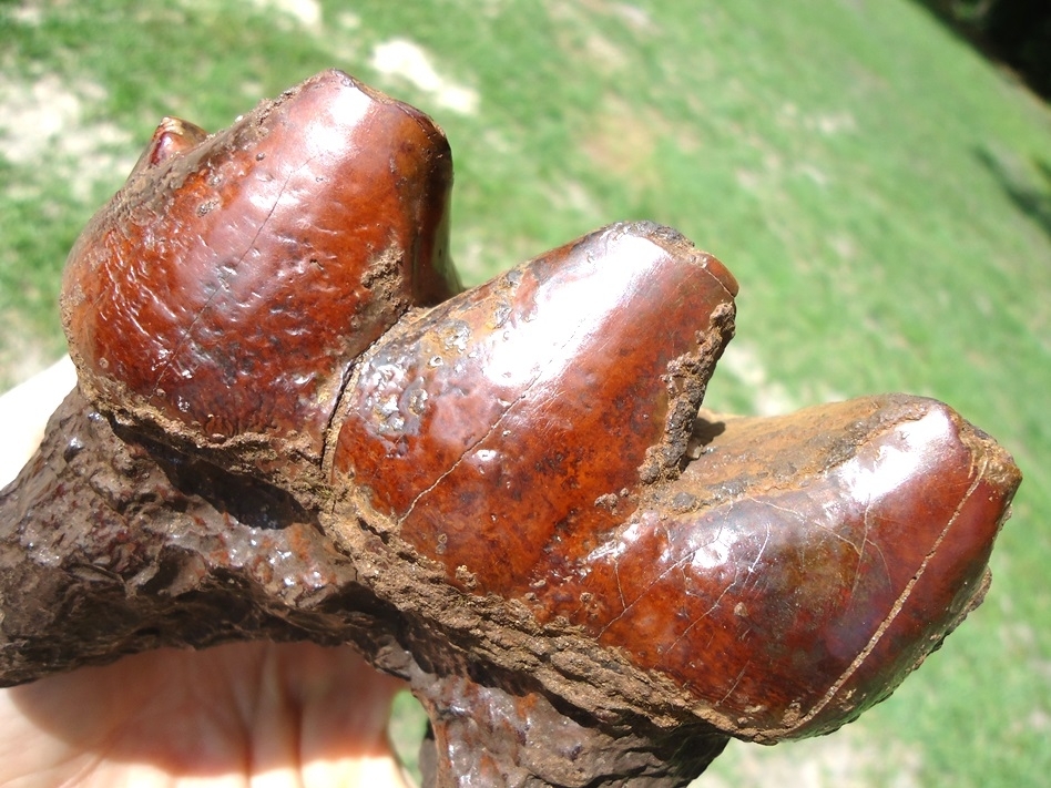 Large image 5 Gorgeous Red & Orange Suwannee River Mastodon Tooth