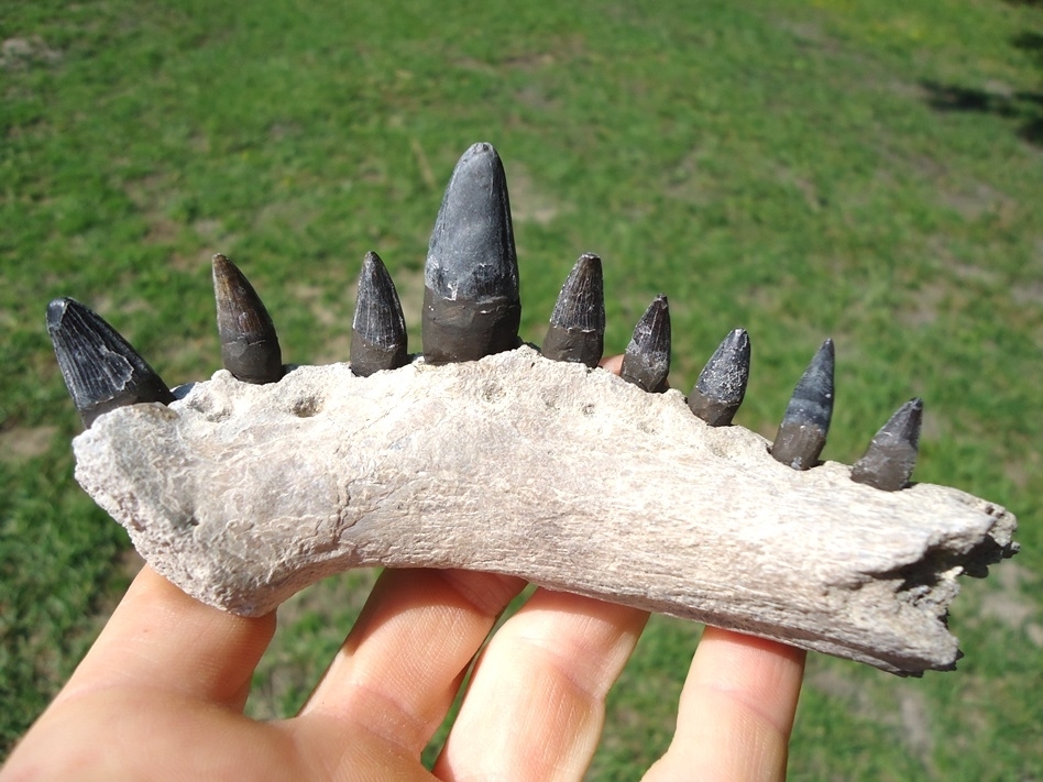 Large image 1 Section of Alligator Mandible with Nine Teeth