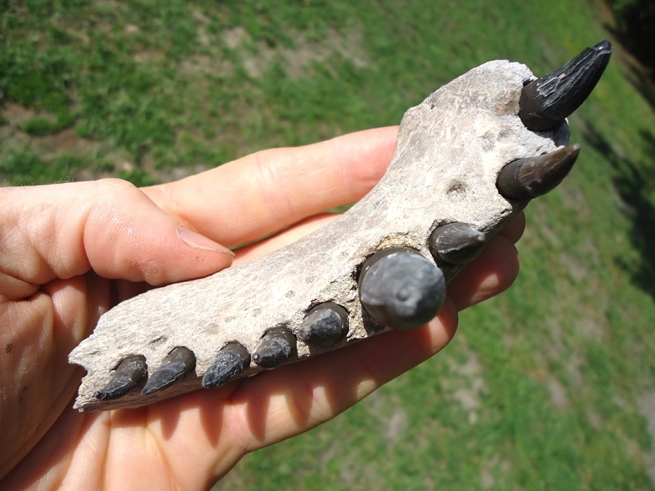 Large image 2 Section of Alligator Mandible with Nine Teeth