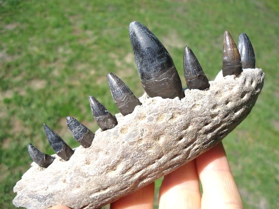 Large image 4 Section of Alligator Mandible with Nine Teeth