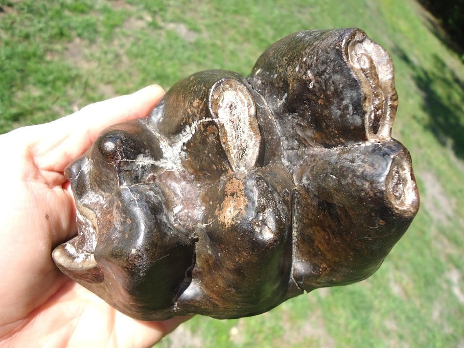 Large image 1 Large Partial Mastodon Tooth