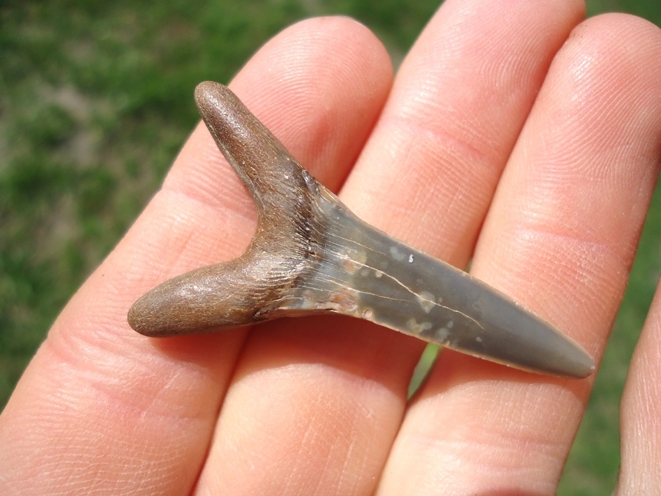 Large image 1 Rare Cretaceous Goblin Shark Tooth