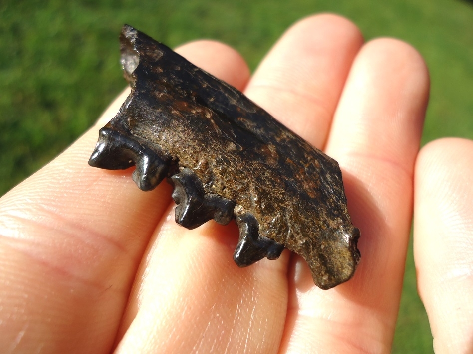 Large image 3 Bobcat Mandible with Three Teeth