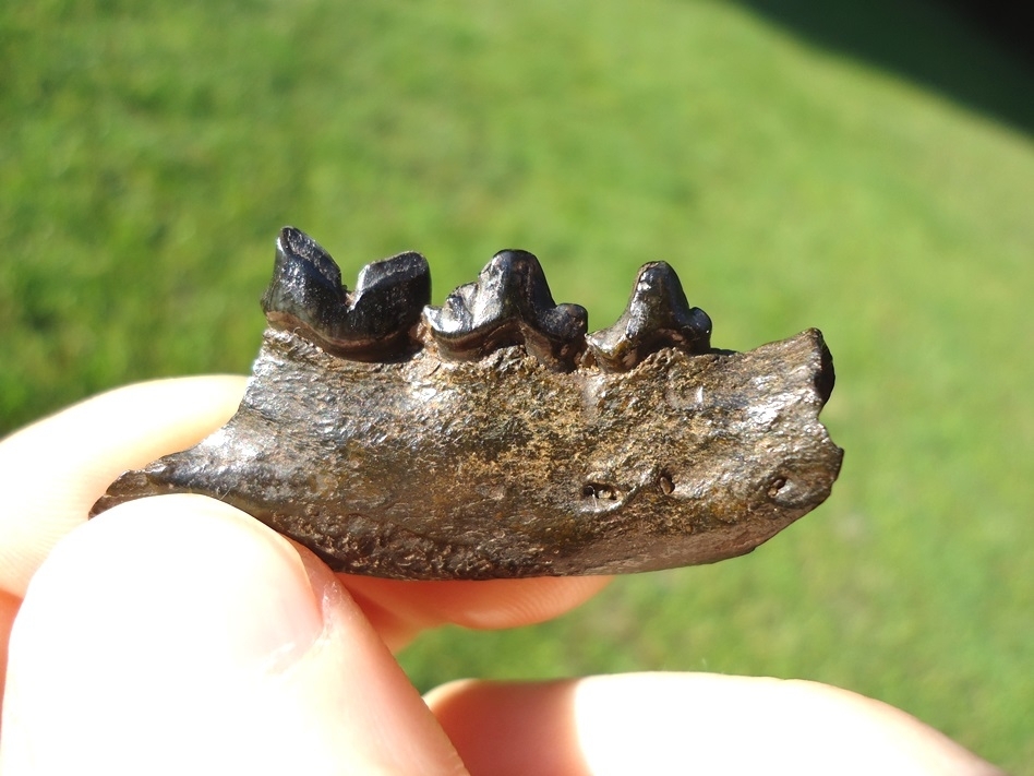 Large image 4 Bobcat Mandible with Three Teeth