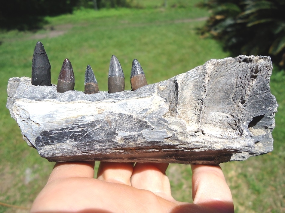 Large image 1 Section of Alligator Mandible with Five Teeth